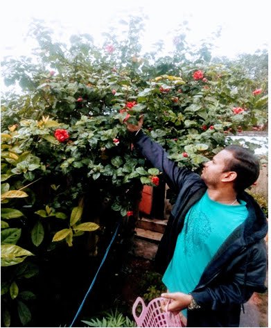 Collecting fresh flowers for extraction